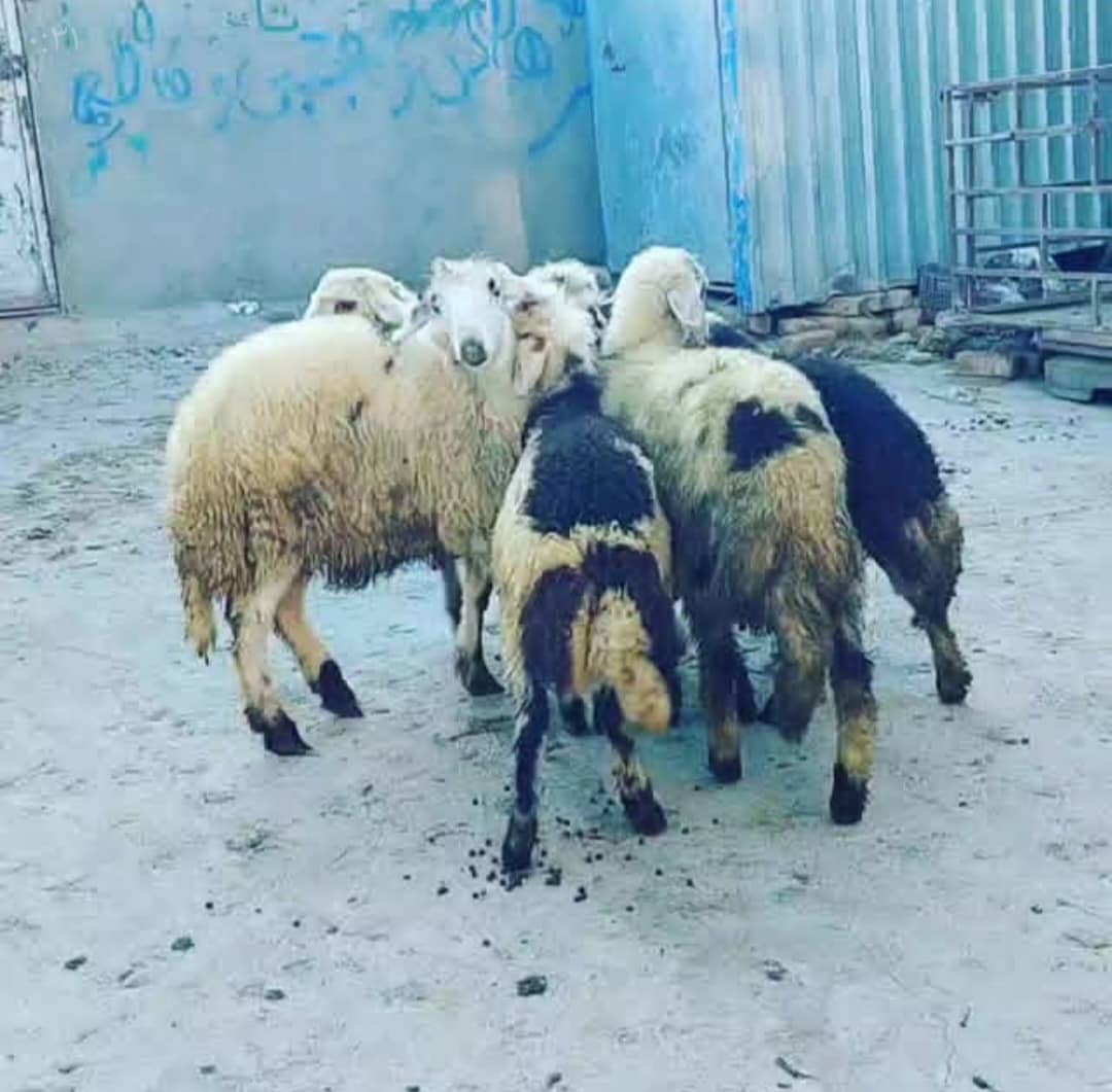 پرورش گوسفند