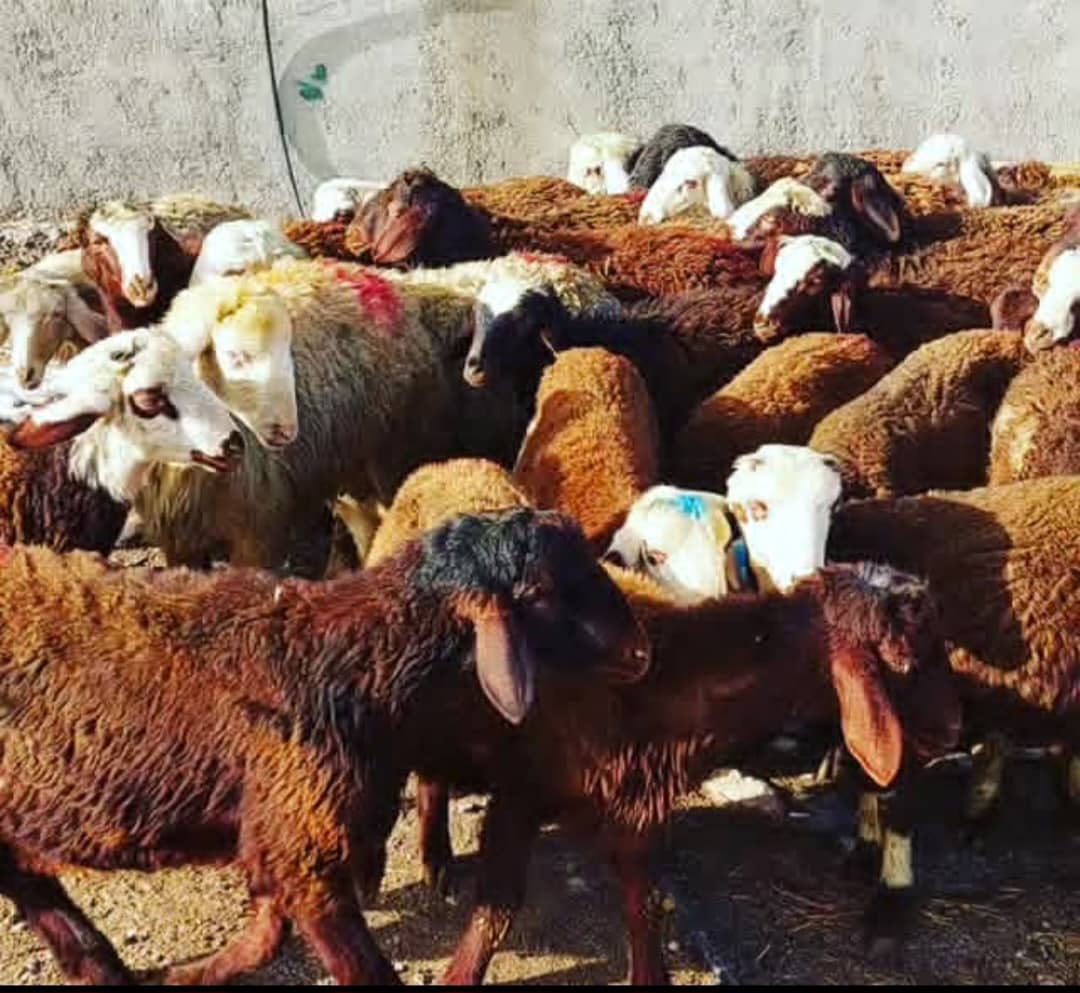 فروش گوشت گوسفندی