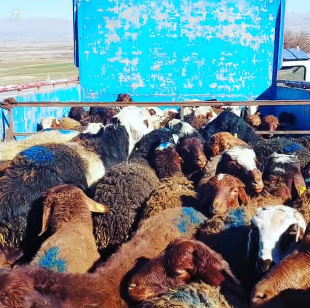 گوسفند نژاددار